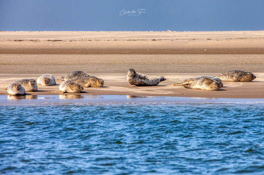 Insel Borkum - Seewölfe sitzen in der Sonne - Instant Download